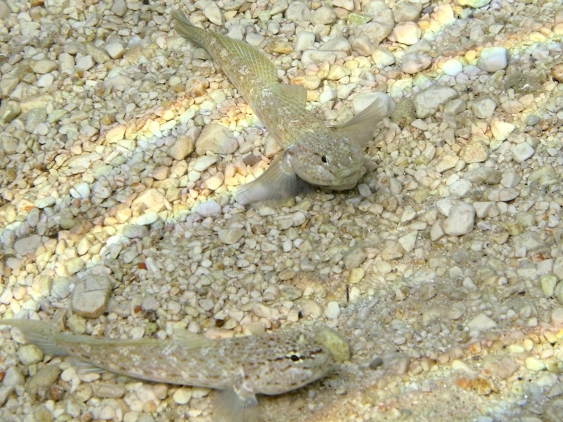 Primi sentori di Gobius bucchichi e Gobius incognitus ante 2016